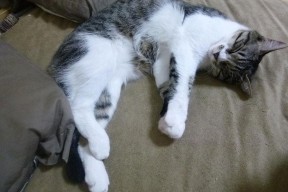 华体会登陆-火箭宣布重点培养新人打造核心阵容，火箭团队