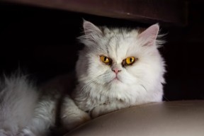 华体会网址-中国足球俱乐部强化青年队伍训练管理，中国足球青训人才