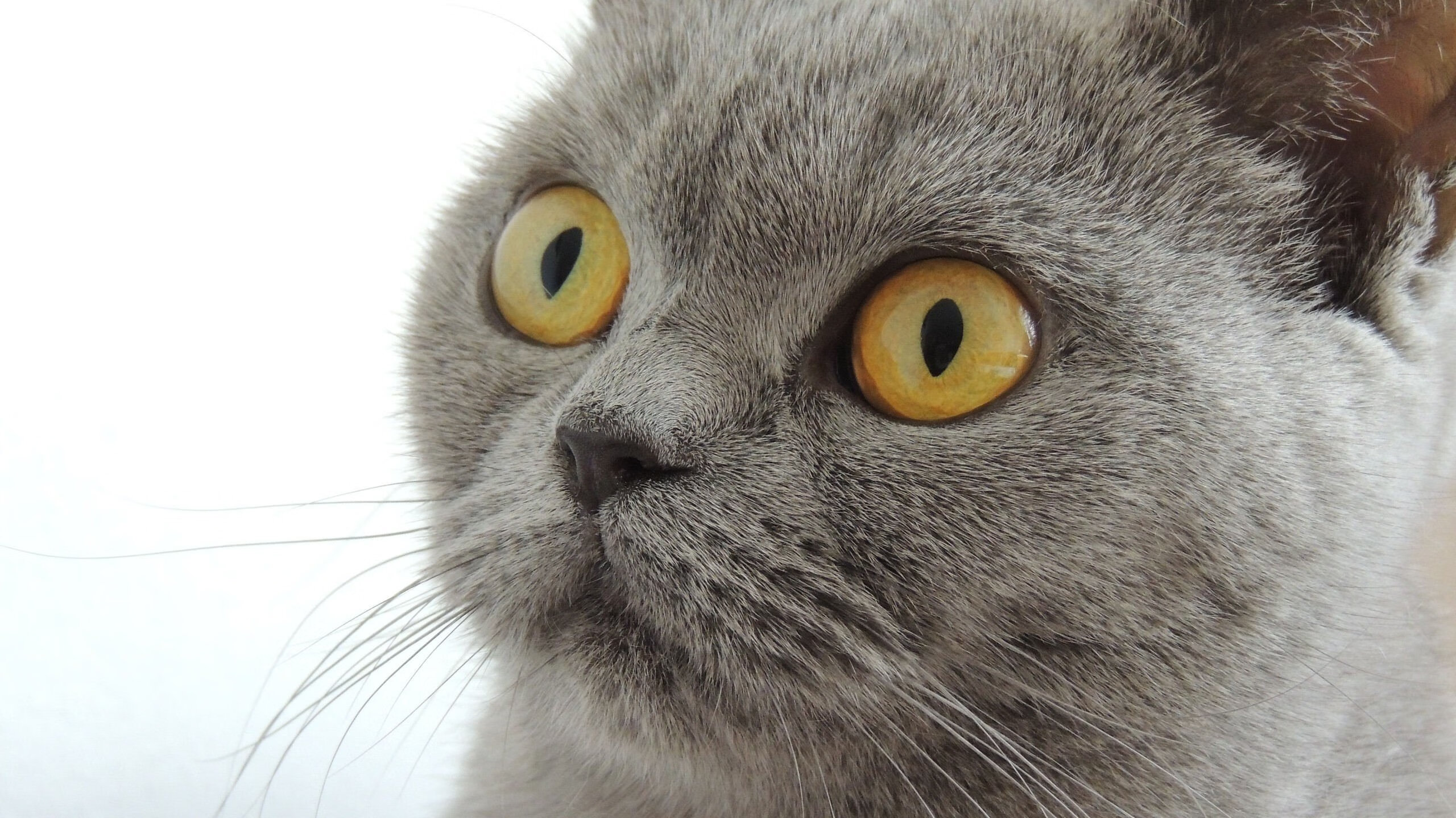 “电动冲浪：马鞍山赛场为观众带来科技与运动的震撼体验”