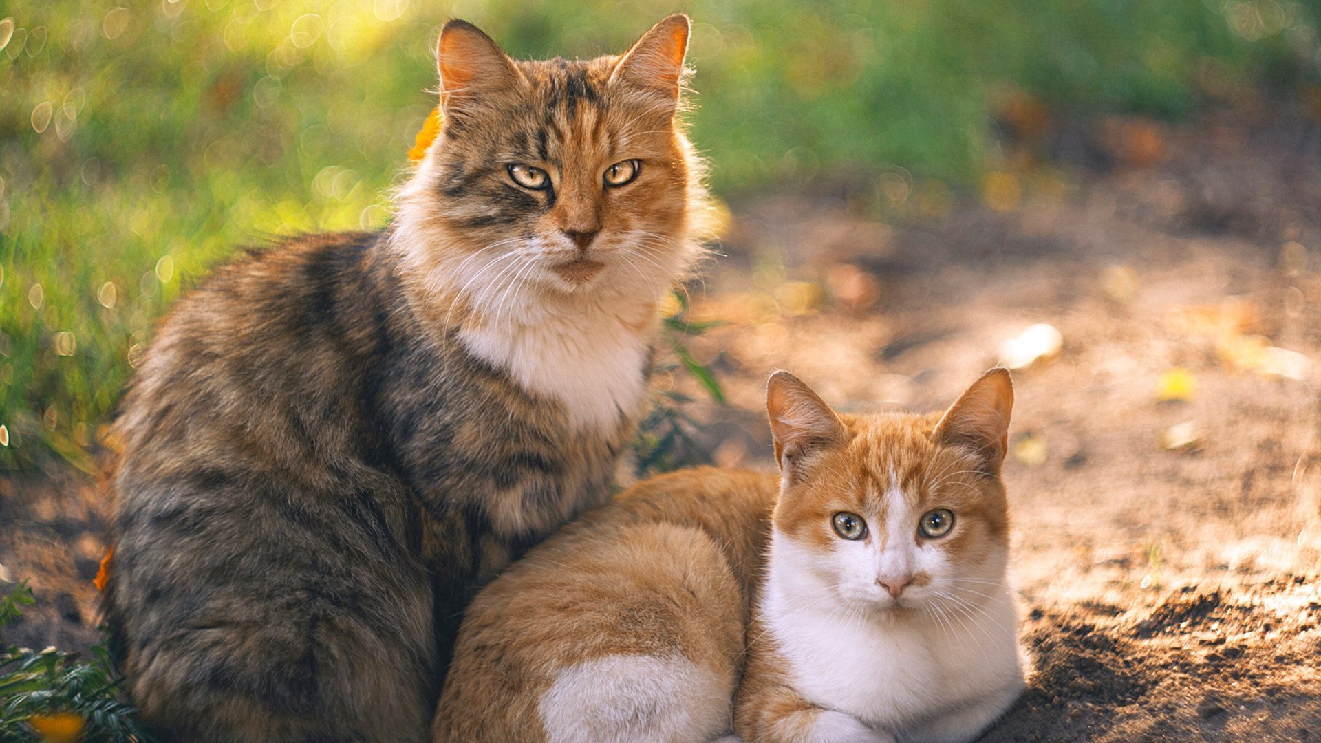 大数据应用推动训练与比赛优化，大数据技术与应用比赛项目