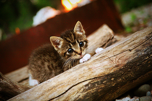 大数据应用推动训练与比赛优化，大数据技术与应用比赛项目