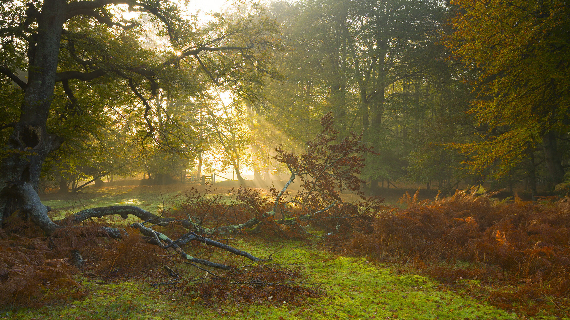 球队是否构建对压迫型对手的专属战术模板，球队是否构建对压迫型对手的专属战术模板