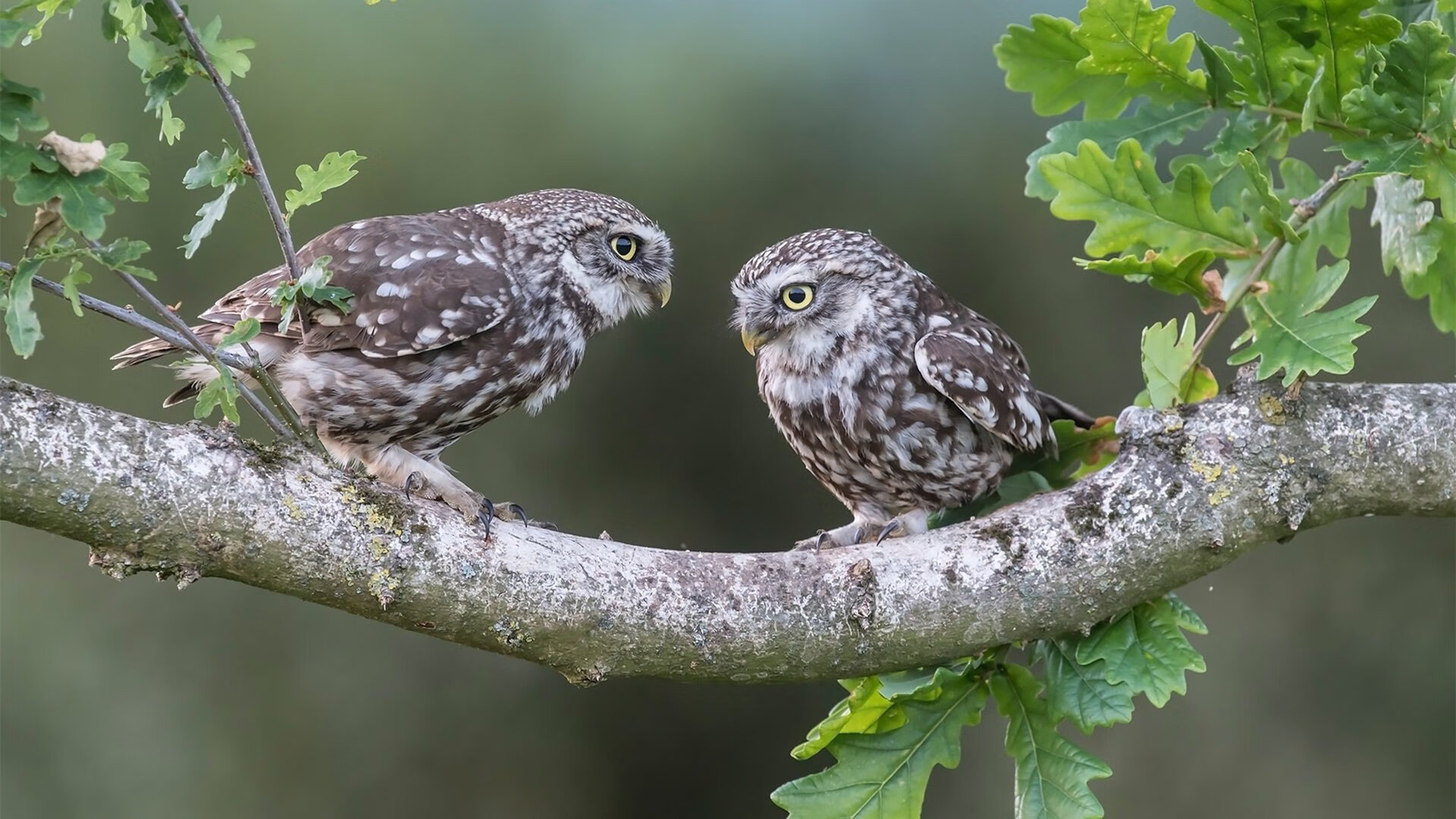 职业球员技术与转型路径未形成梯队标准,职业球员的素养