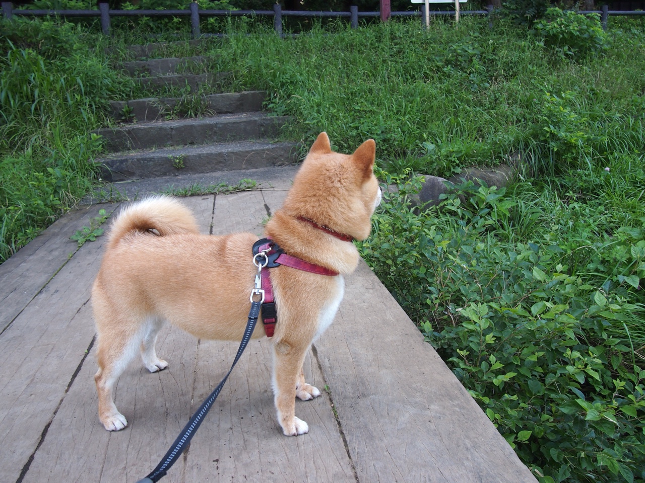 联盟中最不容易被防死的球员排名,联盟防守最好的球员