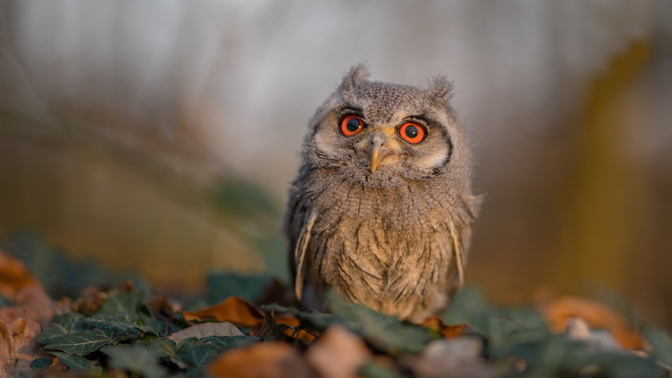 青训教练考核机制不科学,教练员岗前培训和考核
