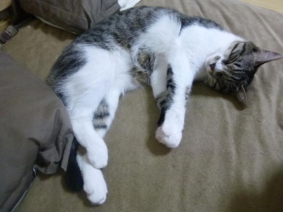 火箭宣布重点培养新人打造核心阵容，火箭团队