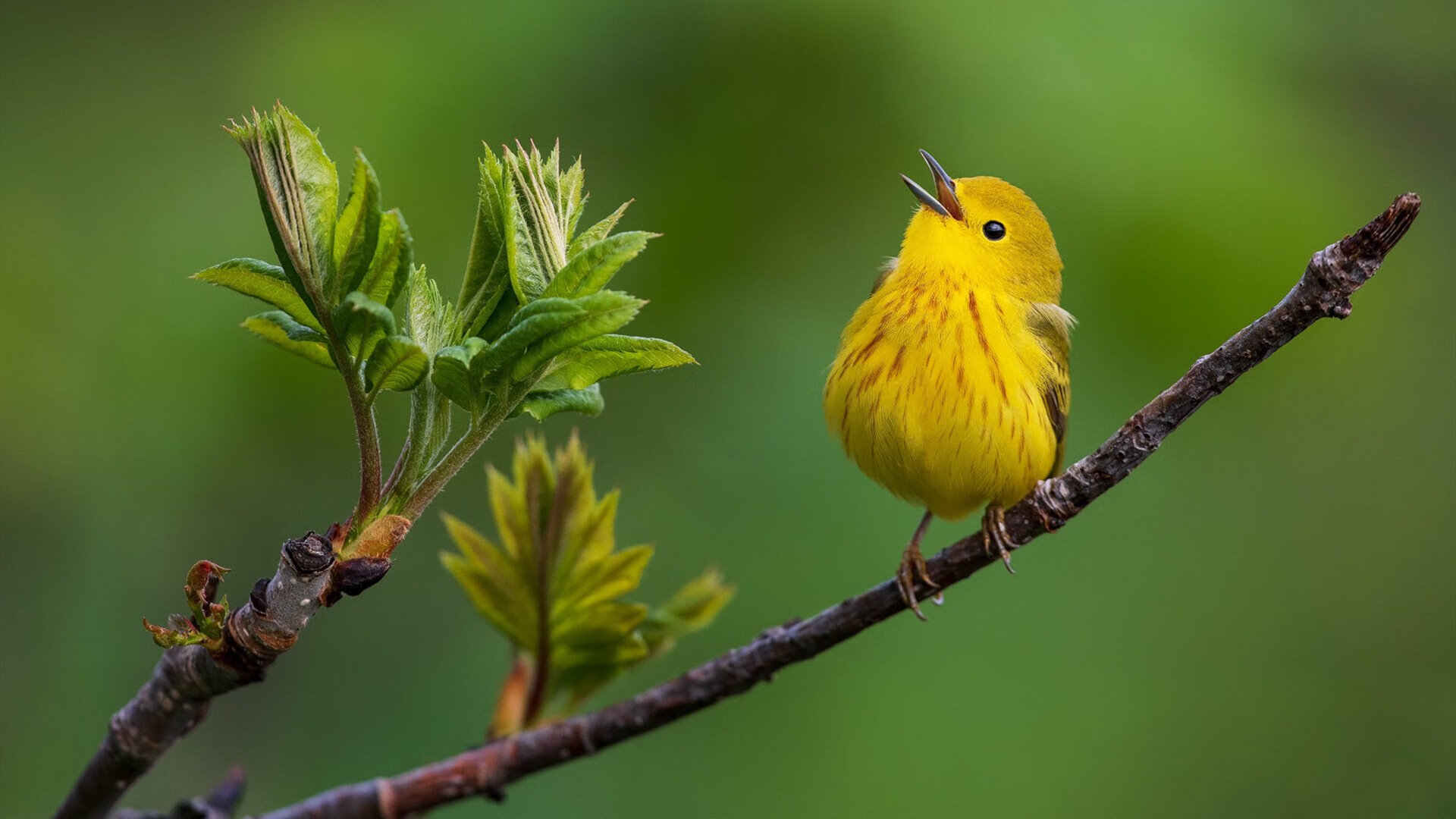 短道速滑接力再夺一金，短道速滑接力冠军