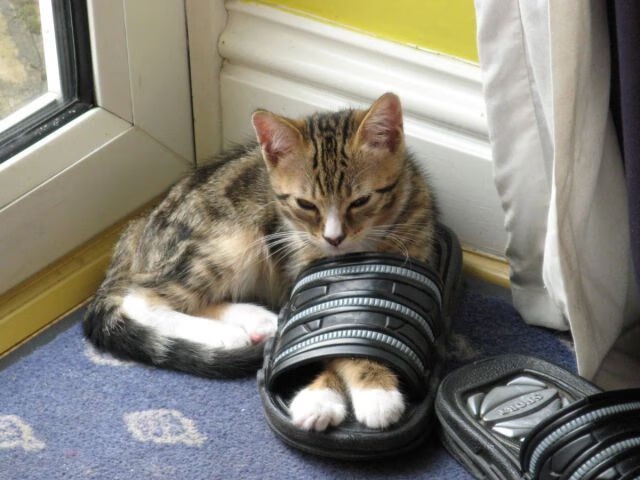 老鹰主场连胜状态持续火热,老鹰队主力