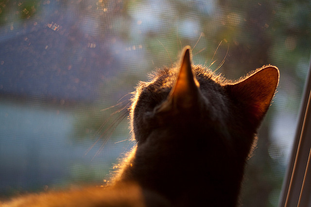 阿根廷年轻球员崭露头角，未来可期