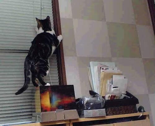 骑士球迷设计球衣方案获得球队采用，骑士主客场球衣